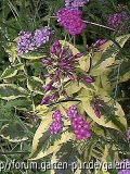 pan. Phlox
