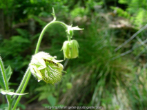 Geum rivale Bachelfe innen