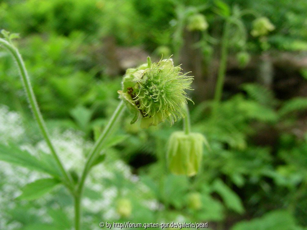 Geum rivale Bachelfe innnen