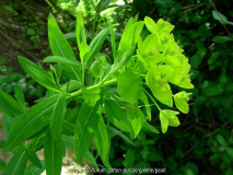 Euphorbia