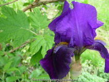 dunkel Blauviolett