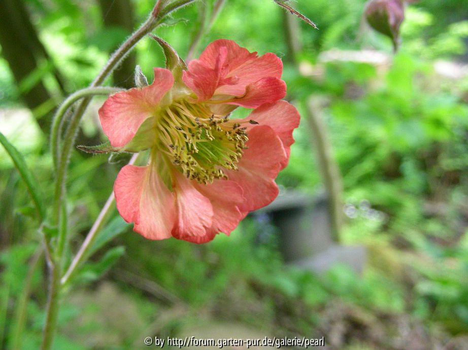auch nicht Geum Beech House Apricot