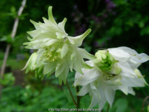 Aquilegia vulgaris subsp stellata weiß g