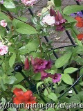 Penstemon