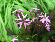 Lychnis flos-cuculi