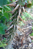 '