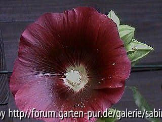 Althea Nigra Einzelblüte