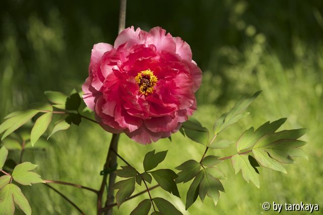 P. suffruticosa Lachsrot10-2
