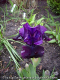 Plum Lucky 2010