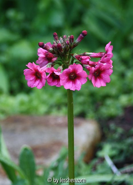 Japan-Primel (Primula japonica)