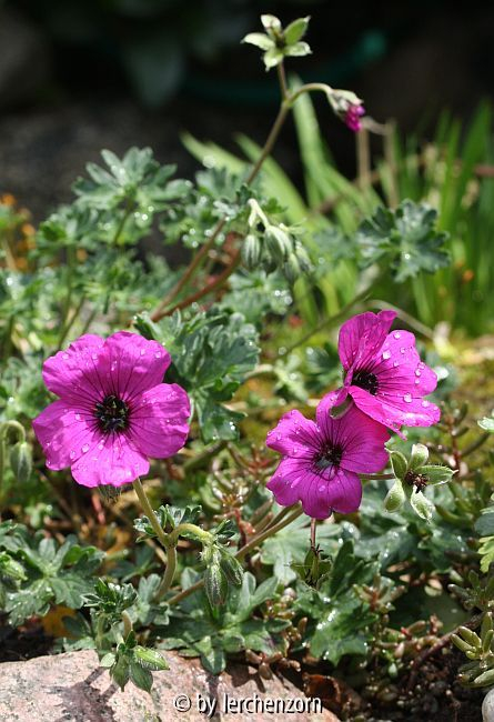 Geranium cinereum Splendens