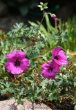 Geranium cinereum Splendens