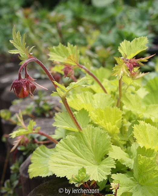 Bachnelkenwurz, gelblaubig (Geum rivale)