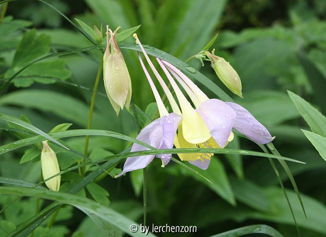 Amerikanische Akelei (Aquilegia caerulea)