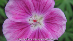 Elke1