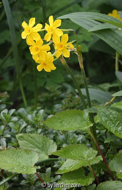 Jonquille (Narcissus jonquilla)