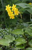 Jonquille (Narcissus jonquilla)
