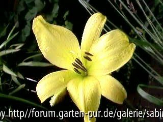 Hem.Hybr. Corky