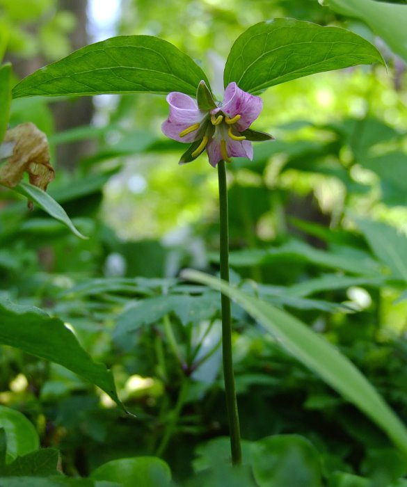 Trillium catesbaei