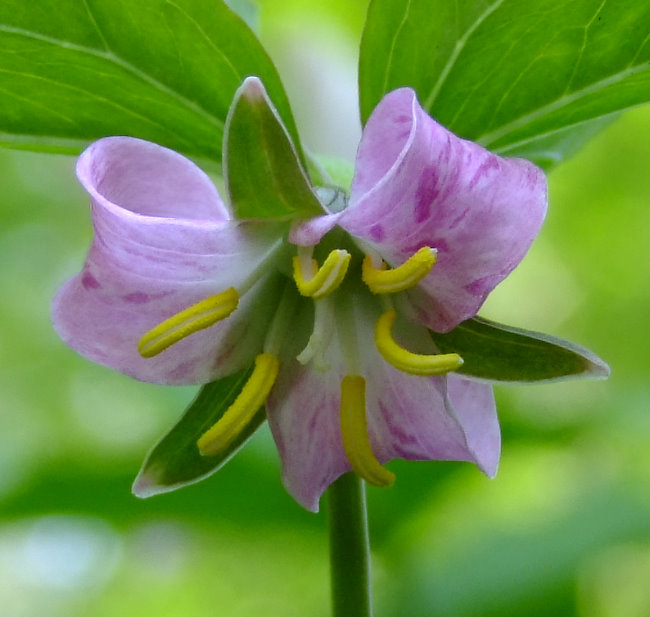 Trillium catesbaei