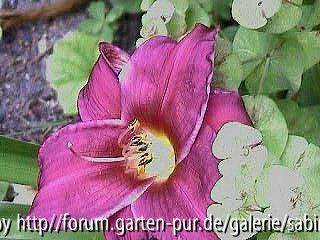 Hem. Purple Rain