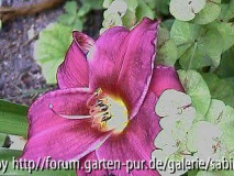 Hem. Purple Rain