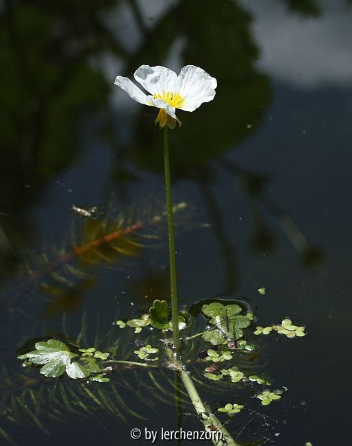 Wasser-Hahnenfuß (Ranunculus aquatilis s.l.)