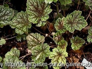 Heuchera mic. Silberglöckchen