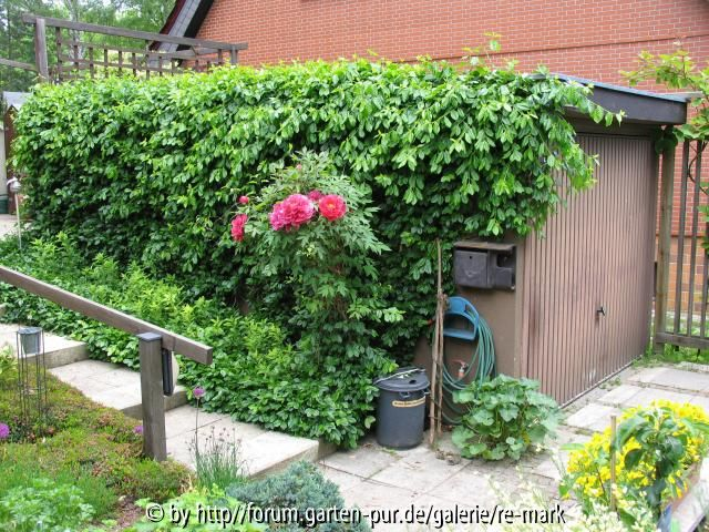 Garage von Euonymus verdeckt