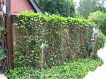 Garage mit Euonymus, aufgrund Schnitt etwas kahl