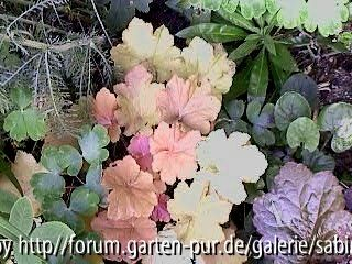 Heuchera Caramella