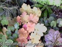 Heuchera Caramella
