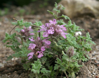 Dracocephalum botryoides