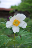 EarlyWindflower.jpg