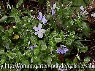 Viola Cornuta reinblau