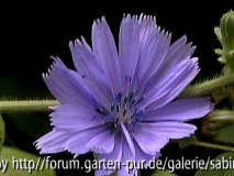 Wegwarte