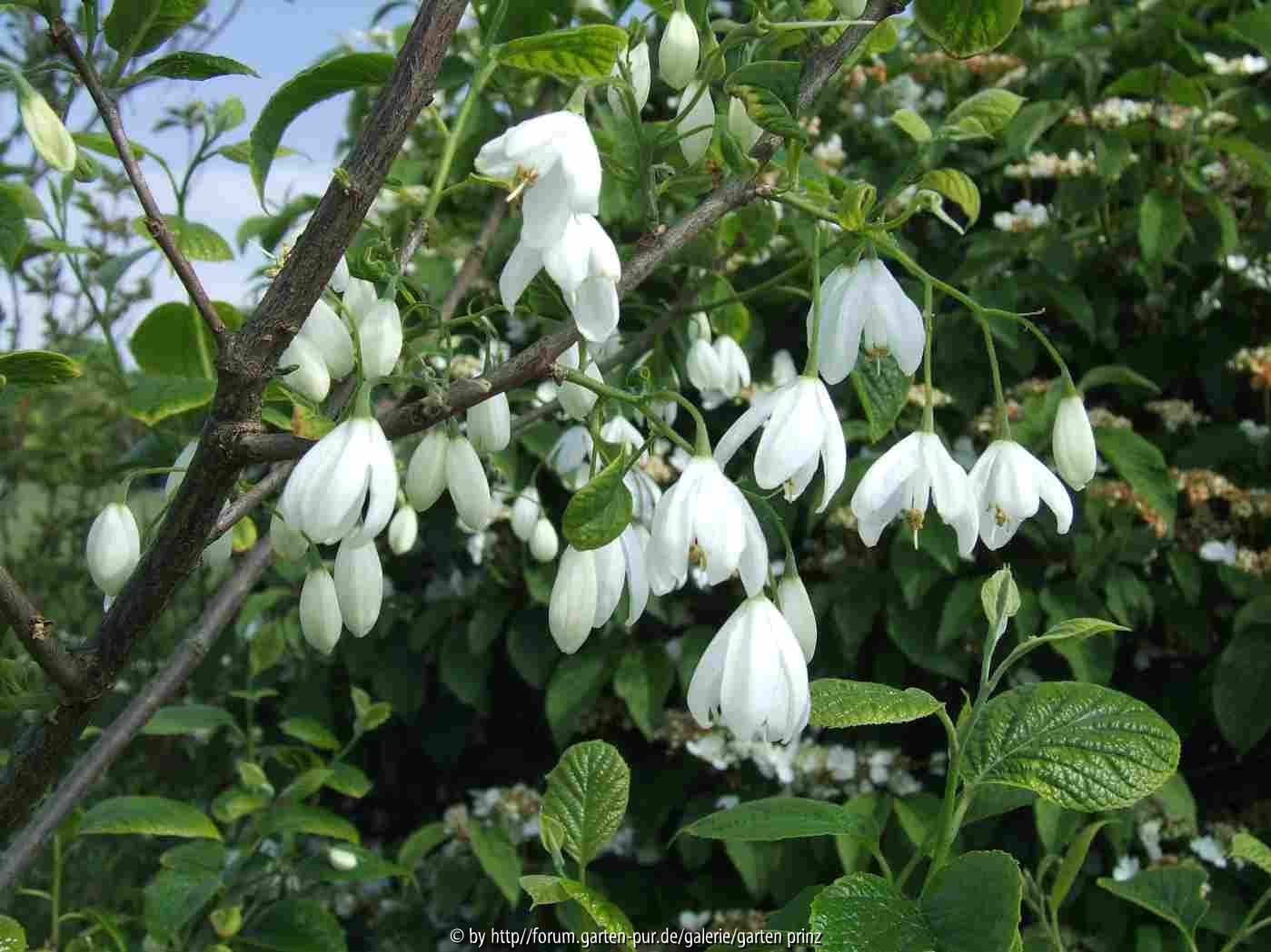 Halesia diptera magniflora
