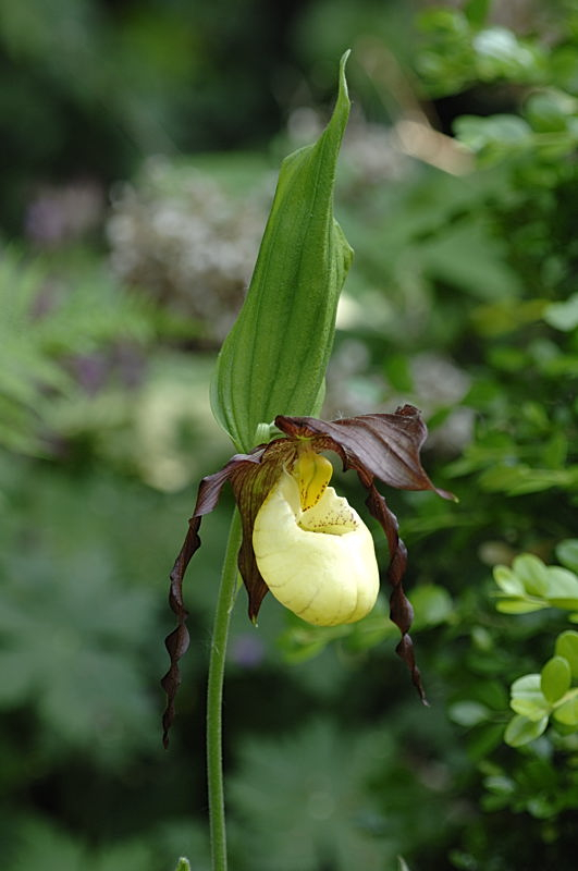 Cypripedium kentuckiense