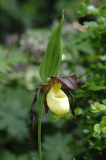 Cypripedium kentuckiense