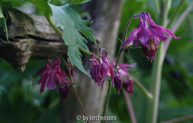 Akelei (Aquilegia-vulgaris-Hybride), rot-lila, flache Krone