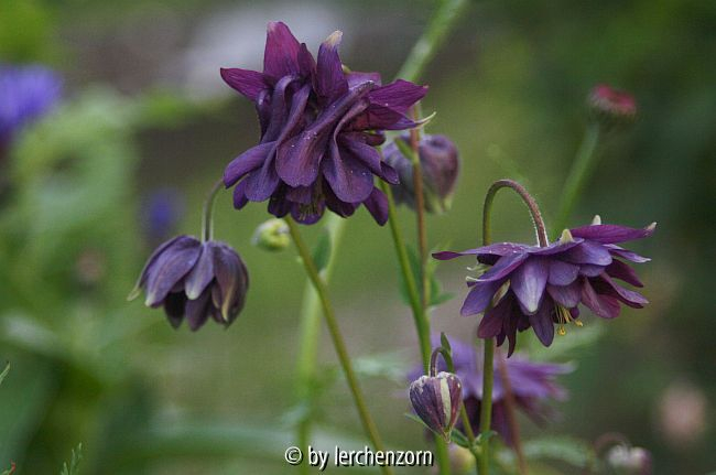 Akelei (Aquilegia-vulgaris-Hybride), teilweise spornlos