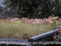 begrüntes Dach