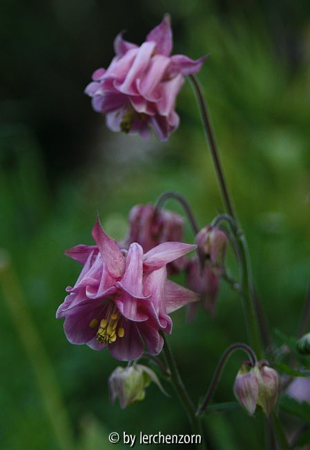 Akelei (Aquilegia-vulgaris-Hybride), Rüschen-Form hell
