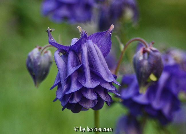 Akelei (Aquilegia-vulgaris-Hybride), Rüschen-Form dunkel
