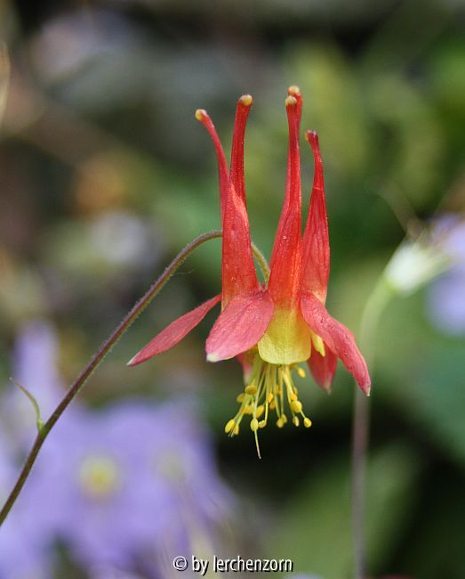 (vermutlich Kanadische) Akelei (Aquilegia cf. canadensis)