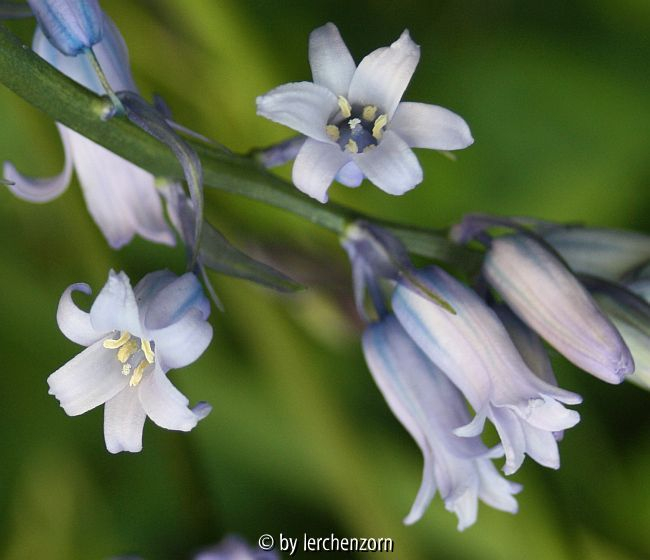 Echtes Hasenglöckchen (Hyacinthoides non-scripta), Innenansicht der Blüten, helle Staubgefäße
