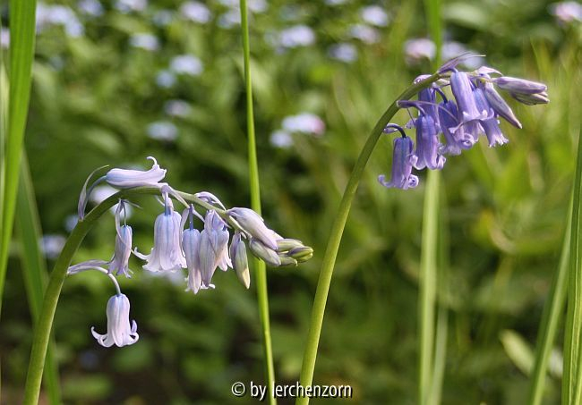 Echtes Hasenglöckchen (Hyacinthoides non-scripta)