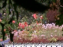 blühendes Gründach