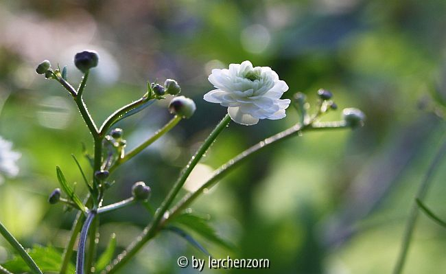 Gefüllter Eisenhutblättriger Hahnenfuß (Ranunculus aconitiflorus 