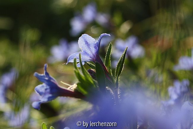 Steinsame (Lithodora diffusa)